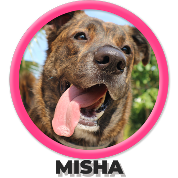 Perro Misha