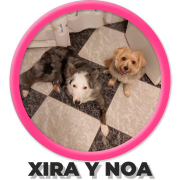 Perros Xira y Noa