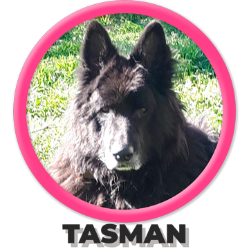 Perro Tasman