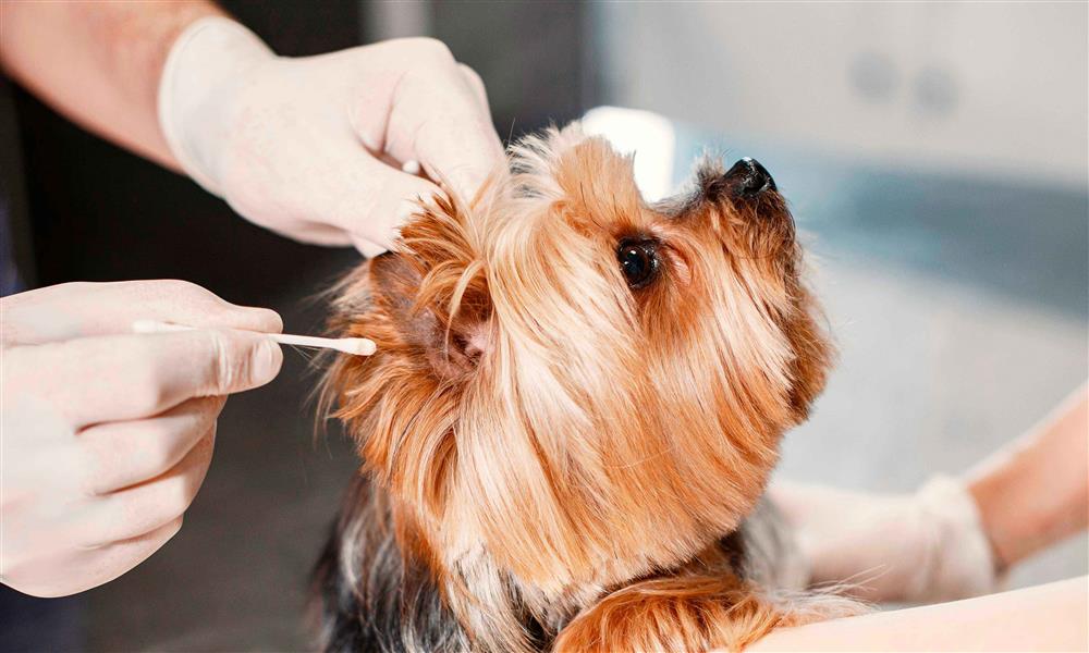un veterinario mirándole la oreja a un perro