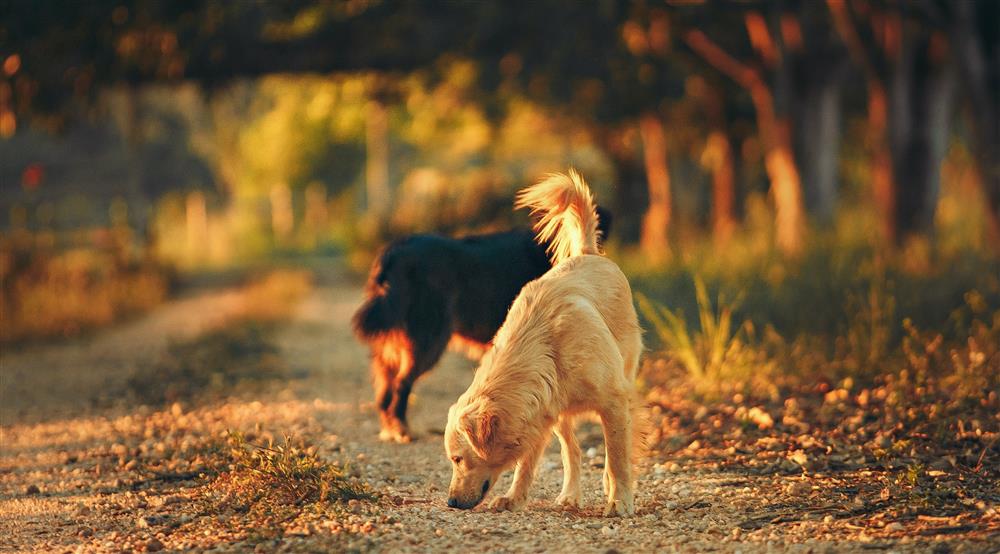 Perros oliendo hojas 