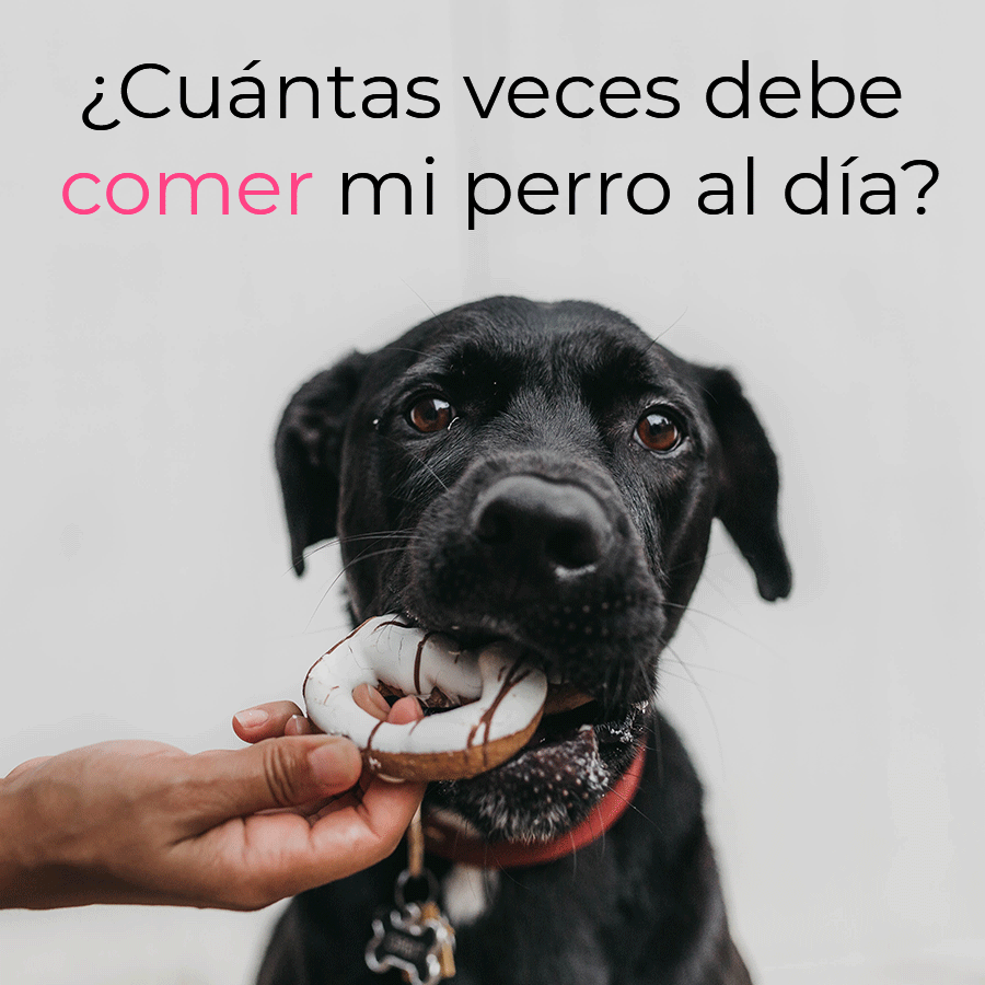 ¿Cuántas veces debe comer mi perro al día?