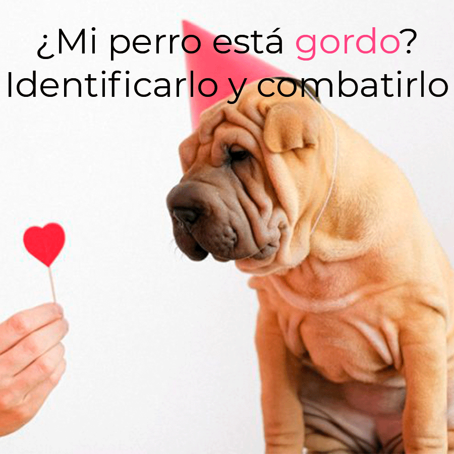 ¿Mi perro está gordo?  Identificarlo y combatirlo