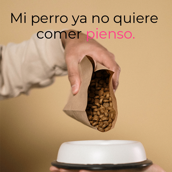 Mi perro no quiere comer pienso