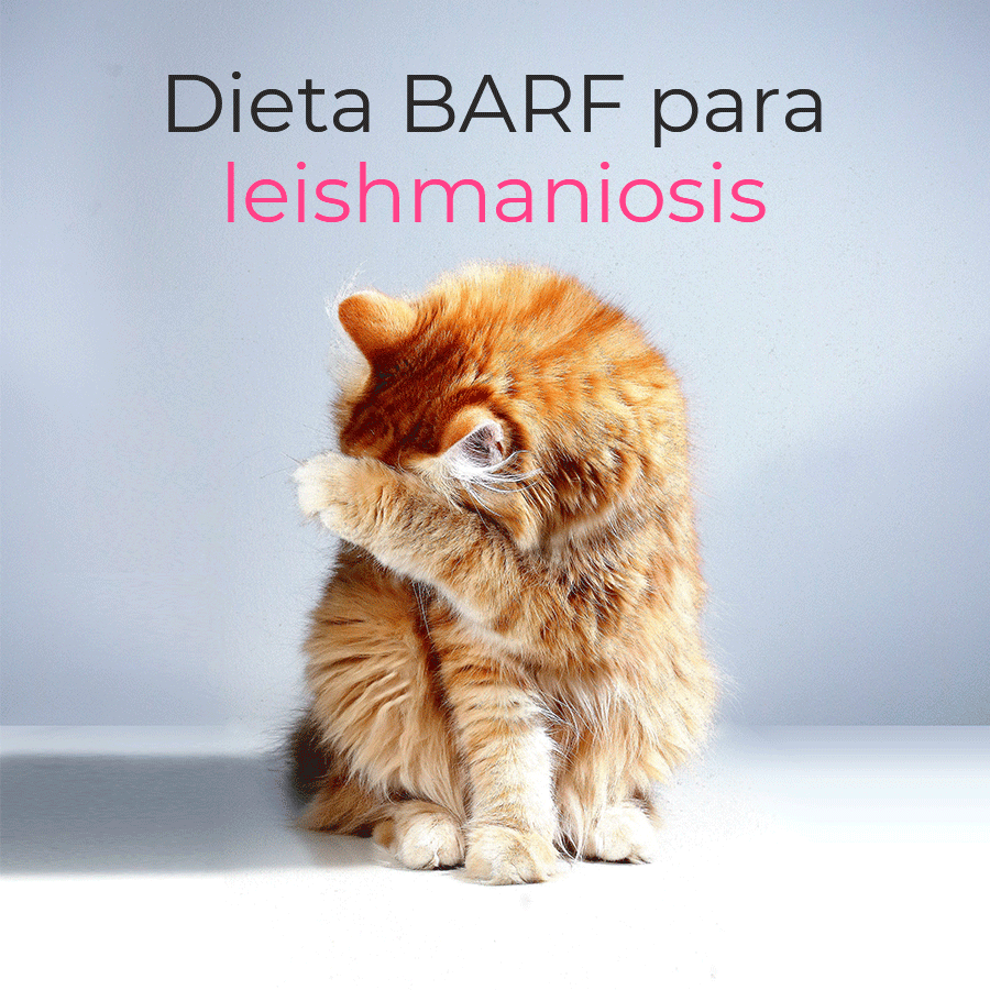 Dieta BARF para perros con leishmaniosis / Dieta BARF para gatos con leishmaniosis