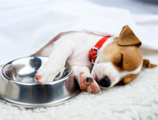 Cuadro para la categoría Dieta Barf Cachorros