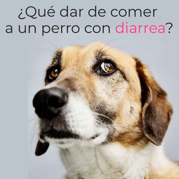 ¿Qué dar de comer a un perro con diarrea?